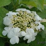 Gelderse roos - Viburnum opulus