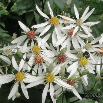 Aster divaricatus