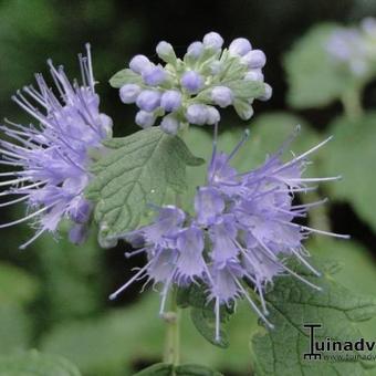 Caryopteris x clandonensis 'Heavenly Blue'