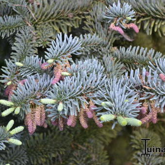 Abies procera 'Glauca'