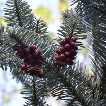 Abies procera 'Glauca'