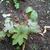 Tiarella cordifolia 'Oakleaf'