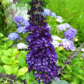 Buddleja 'SUMMER KIDS'