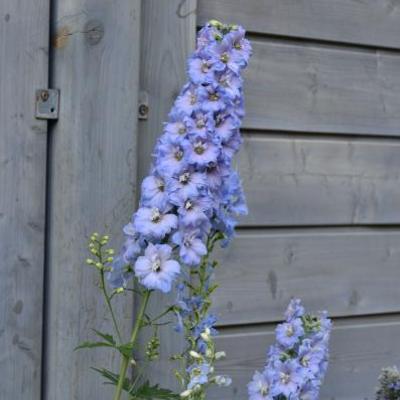 Ridderspoor - Delphinium 'MAGIC FOUNTAIN Sky Blue/White Bee'