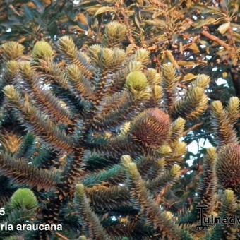 Araucaria araucana