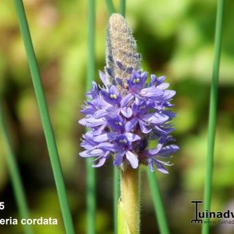 Pontederia cordata