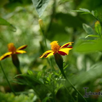 Tagetes patula 'Jolly Jester'