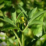 Arisaema flavum subsp. abbreviatum - Cobralelie