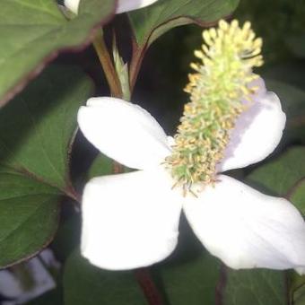 Houttuynia cordata