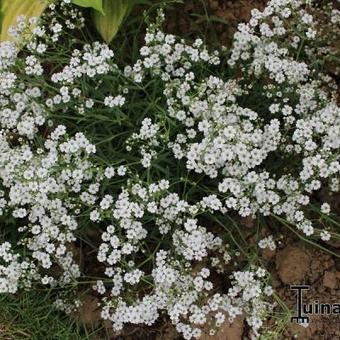 Gypsophila repens 'White Angel'