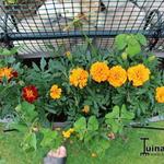 Tagetes patula nana 'Boy O' Boy mix' - Afrikaantjes, Stinkerdjes