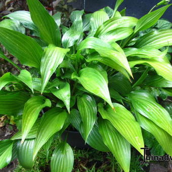 Hosta  'Devon Green'