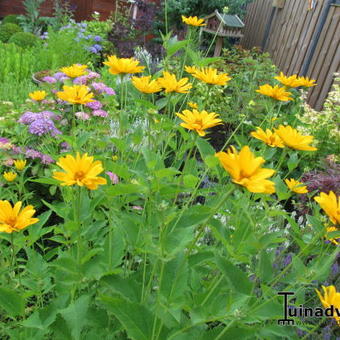 Heliopsis  helianthoides