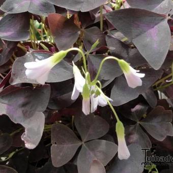 Oxalis triangularis