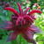 Monarda 'Gardenview Scarlet'