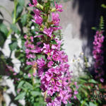 Lythrum salicaria 'Rosy Gem' - Kattenstaart, Grote kattenstaart - Lythrum salicaria 'Rosy Gem'