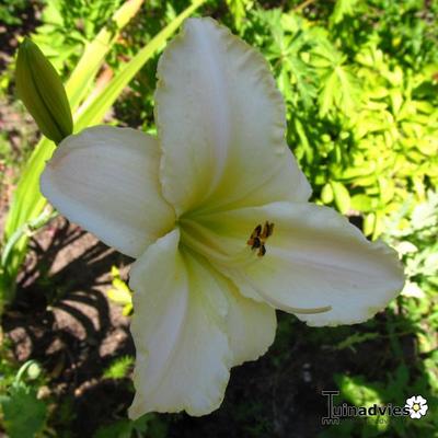 Daglelie - Hemerocallis 'Arctic Snow'