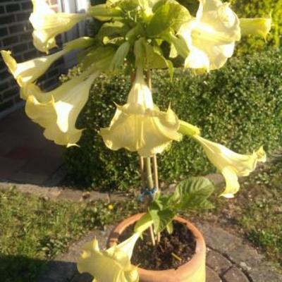 Campsis radicans f. flava - Trompetklimmer