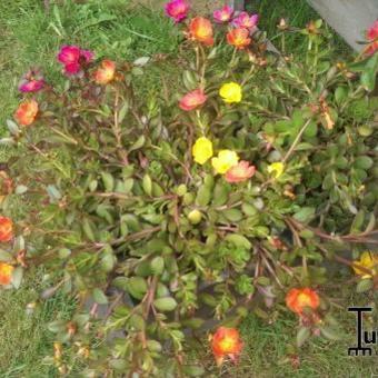 Portulaca grandiflora 'Carnaval'