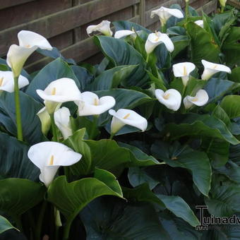 Zantedeschia