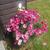 Argyranthemum frutescens Madeira 'Cherry Red'