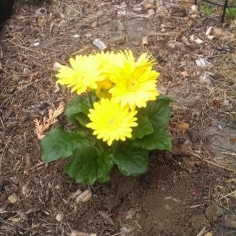 Gerbera