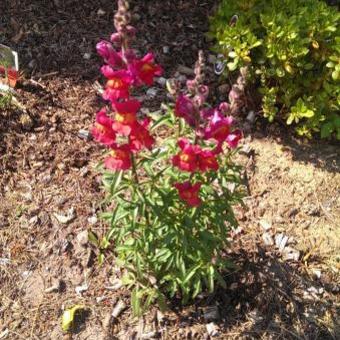 Antirrhinum majus