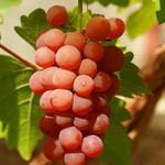 Vitis vinifera 'Vanessa' - Druif - Vitis vinifera 'Vanessa'