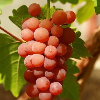 Vitis vinifera 'Vanessa'