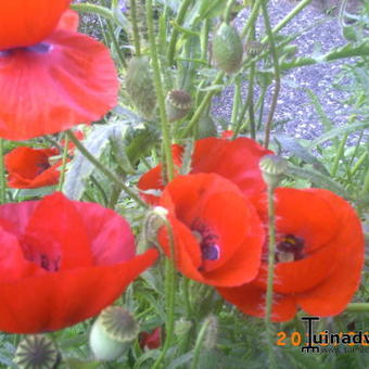 Papaver somniferum