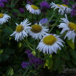 Erigeron pulchellus 'Meadow Muffin' - Fijnstraal 