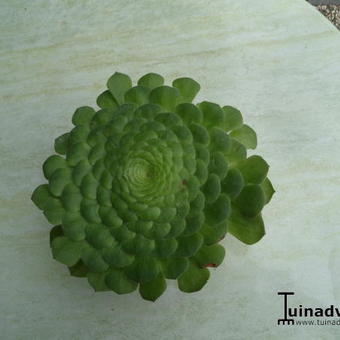 Aeonium tabuliforme