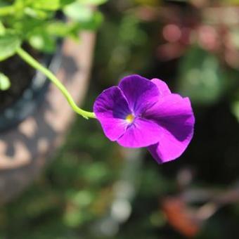 Viola cornuta 'Martin'