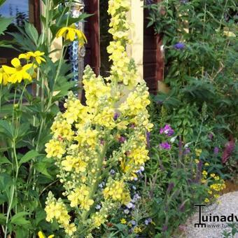 Verbascum olympicum