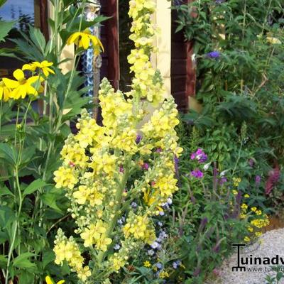 Toorts - Verbascum olympicum