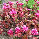 Sedum spurium 'Purpurteppich' - Kaukasische muurpeper