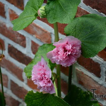 Alcea rosea 'Double Pink'