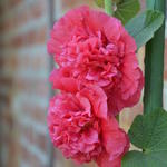 Alcea rosea 'Scarlett O'Hara'  - Stokroos 