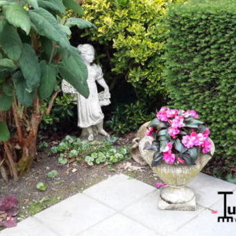 Impatiens walleriana 'FIESTA Apple Blossom'