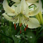 Lilium 'Sterling Star' - Aziatische lelie