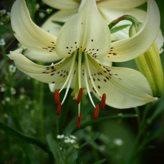 Lilium 'Sterling Star'