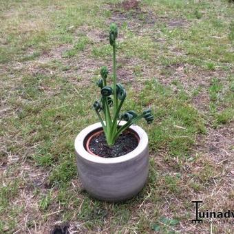 Albuca spiralis 'Frizzle Sizzle'