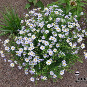 Kalimeris incisa 'Blue Star'