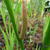 Acorus calamus