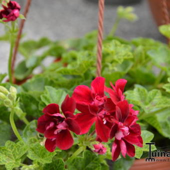 Pelargonium 'Roller's Pioneer'