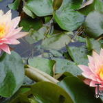 Nymphaea 'Colorado' - Waterlelie 