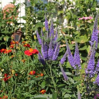 Veronica longifolia 'Marietta'