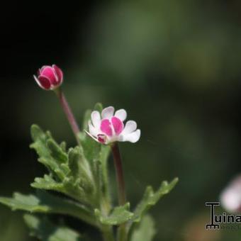 Zaluzianskya ovata