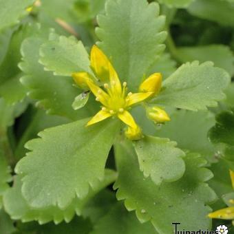 Sedum Kamtschaticum