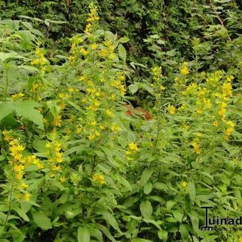 Lysimachia punctata